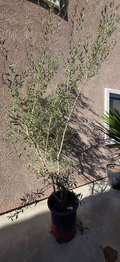 Olive Tree – Approx. 7 Ft Tall