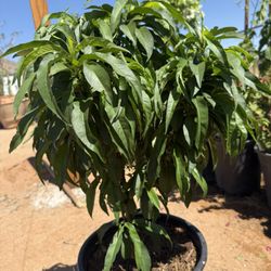 Bonanza Miniature Peach – 5 Gallon 🍑