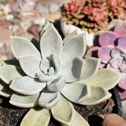 Beautiful succulents