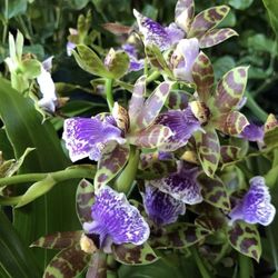 Zygopetalum Orchid, 2,3,4,5,6,7 Spikes 
