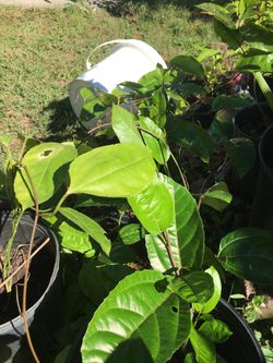 4 Sale Pasión Fruta Mara cuya Morada Y Balcázar