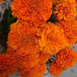 Marigolds