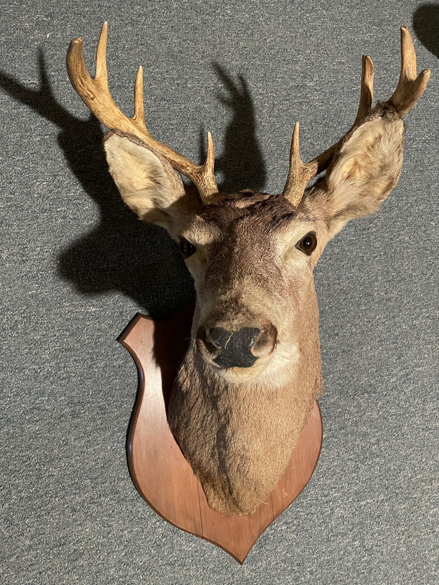 Mounted Deer Head