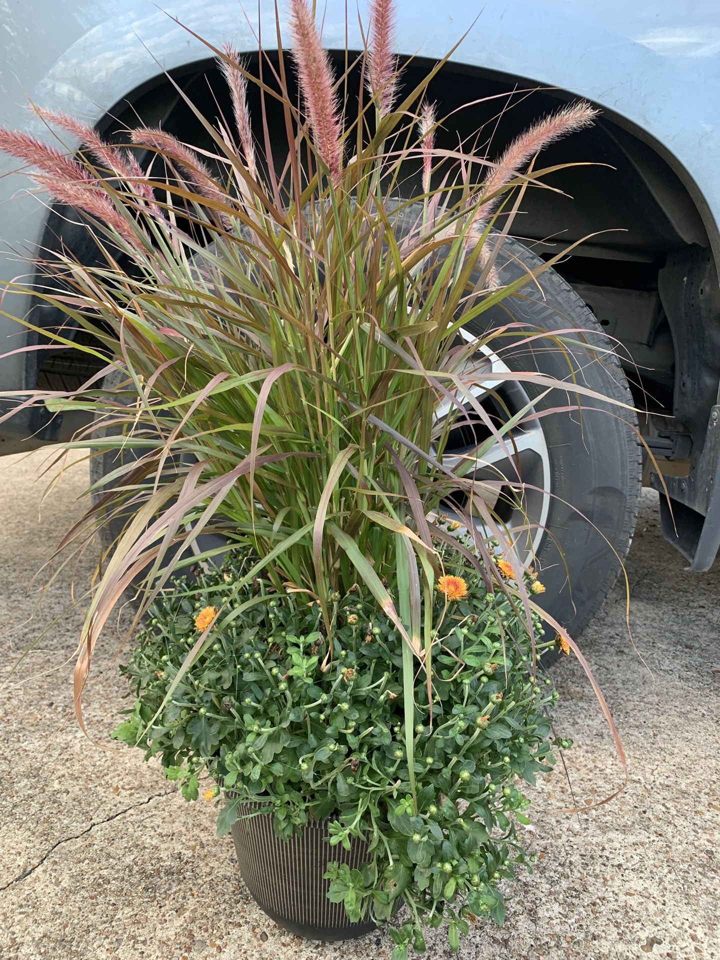 Mums Arrangement With Purple Fountain Grass