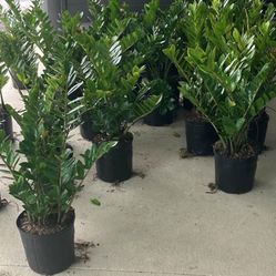 Mature ZZ plants for indoor or covered porch