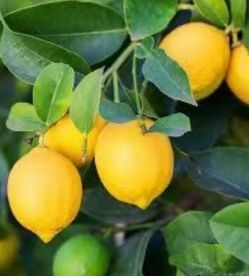 Meyer Lemon Tree