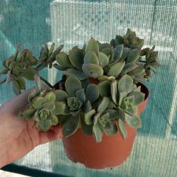 Aeonium-Succulent Plant 
