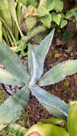 Plantas