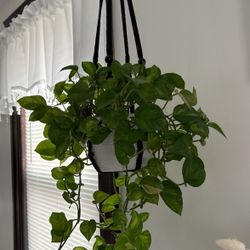 Plant With Holder 