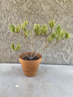 15” Bonsai Style Lemon Bean Bush Tree/Senecio barbertonicus