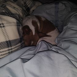 Stolen Dog Please Help