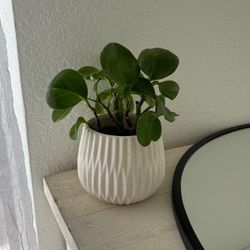 Small plant With Pot