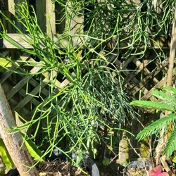 Pencil Cactus/succulent 