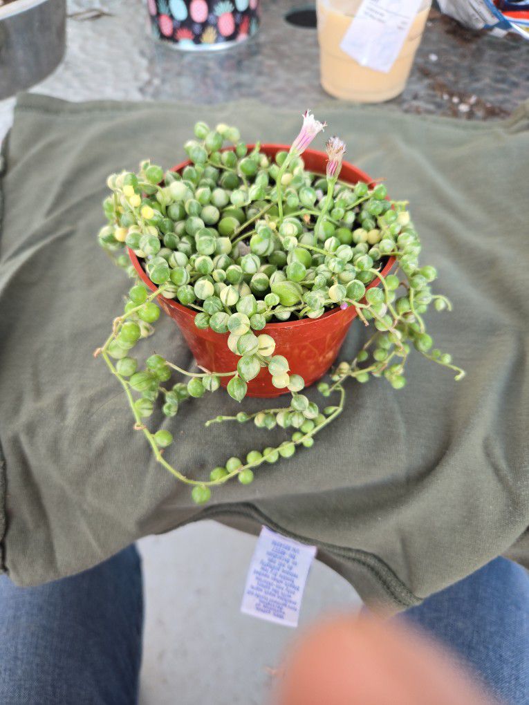 Variegated String Of Pearls 4 Inch Pot