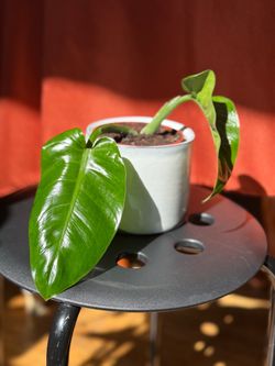Philodendron Imperial Green cutting