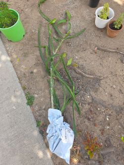 American Beauty dragonfruit