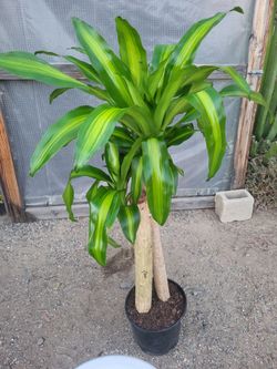 Dracaena Corn Plant 3.5 to 4' Tall in 10" Nursery Pot