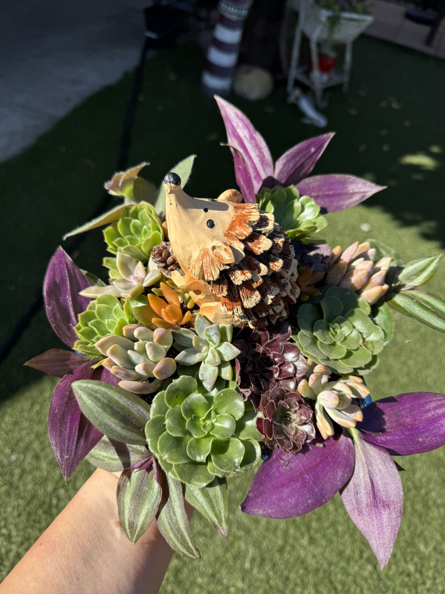Beautiful Succulent Arran