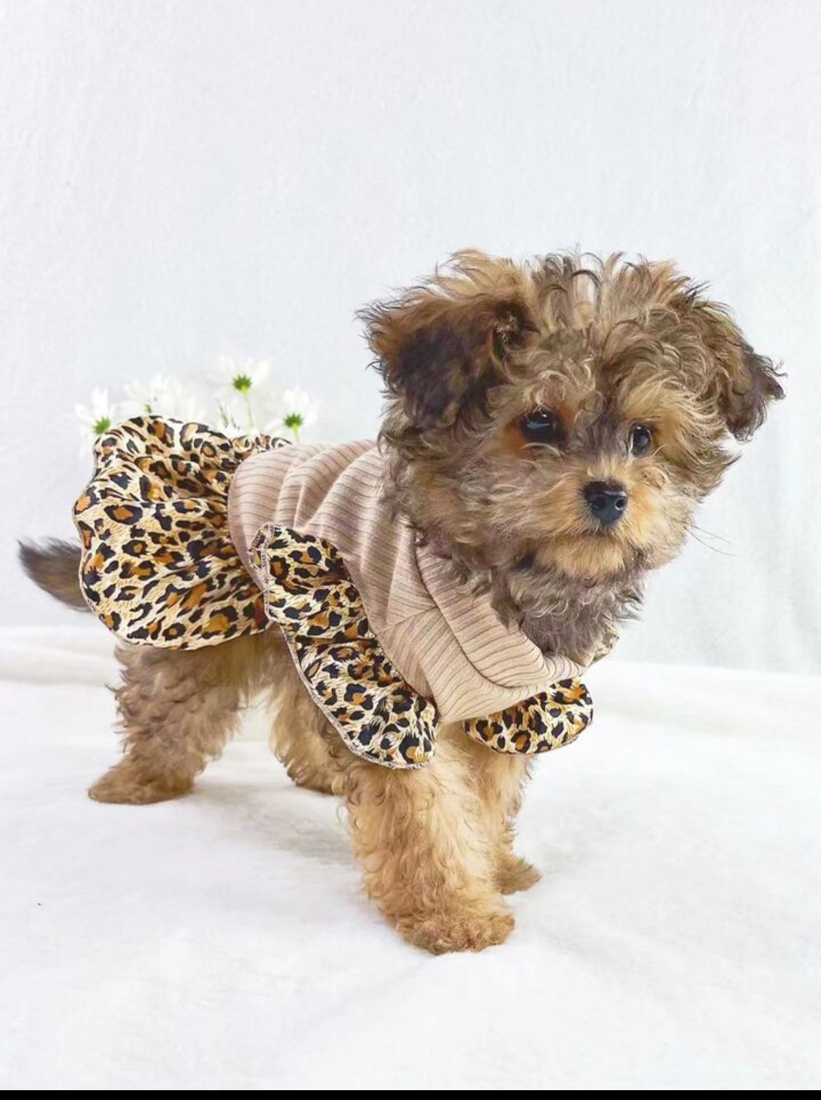 xs Leopard Dog Tutu Dress