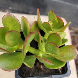JADE SUCCULENTS 