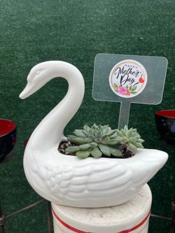 Succulent Swam ( ❤️ Mothers Day Gift ❤️ )
