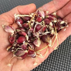 Lot of 30 Assorted Size Perennial Egyptian Walking Onion Bulblets