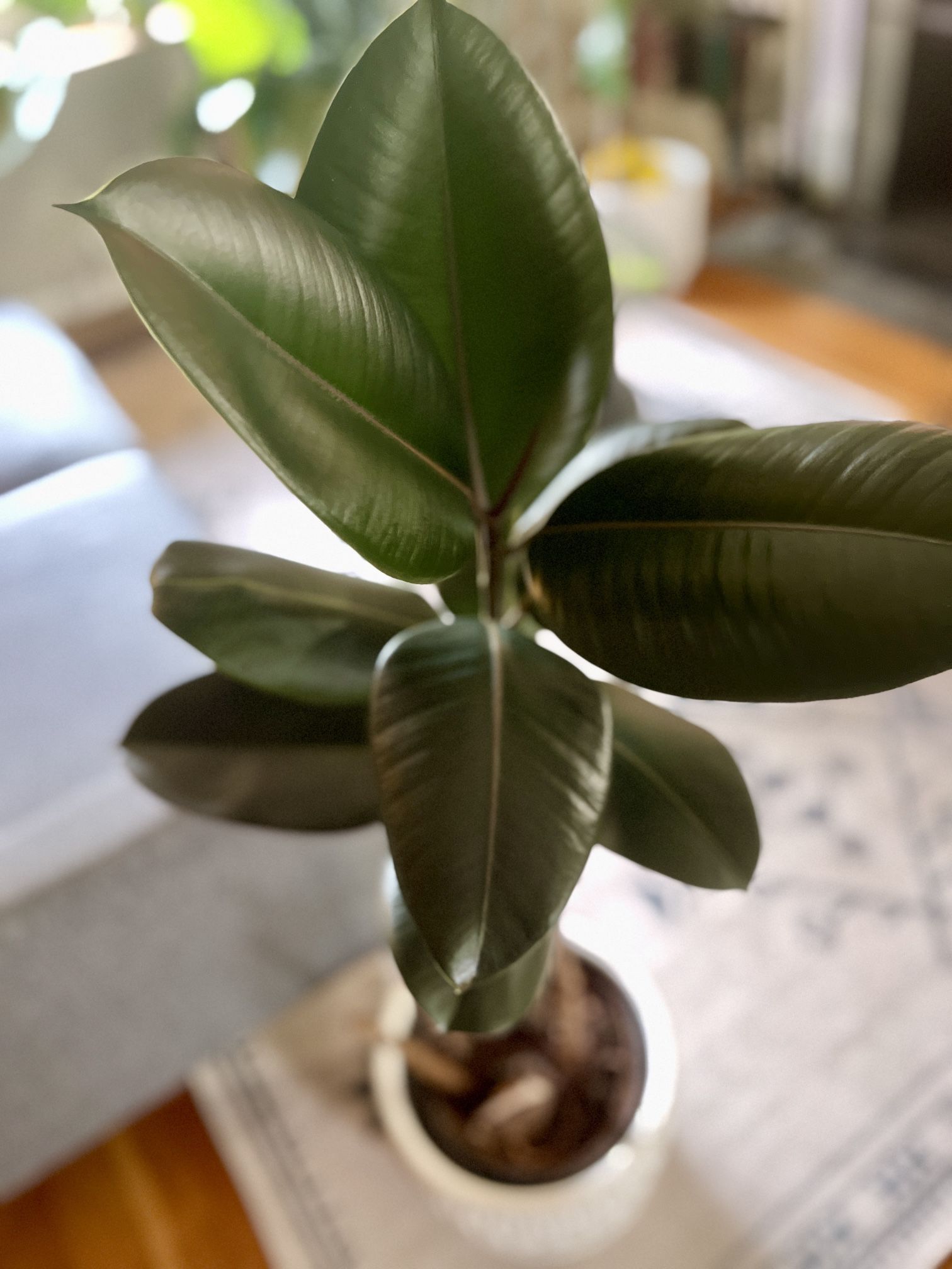 Rubber Plant