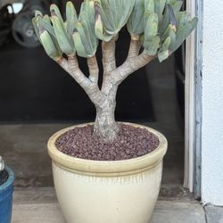 fan aloe aloe plicatilis      Cactus Succulents Agave