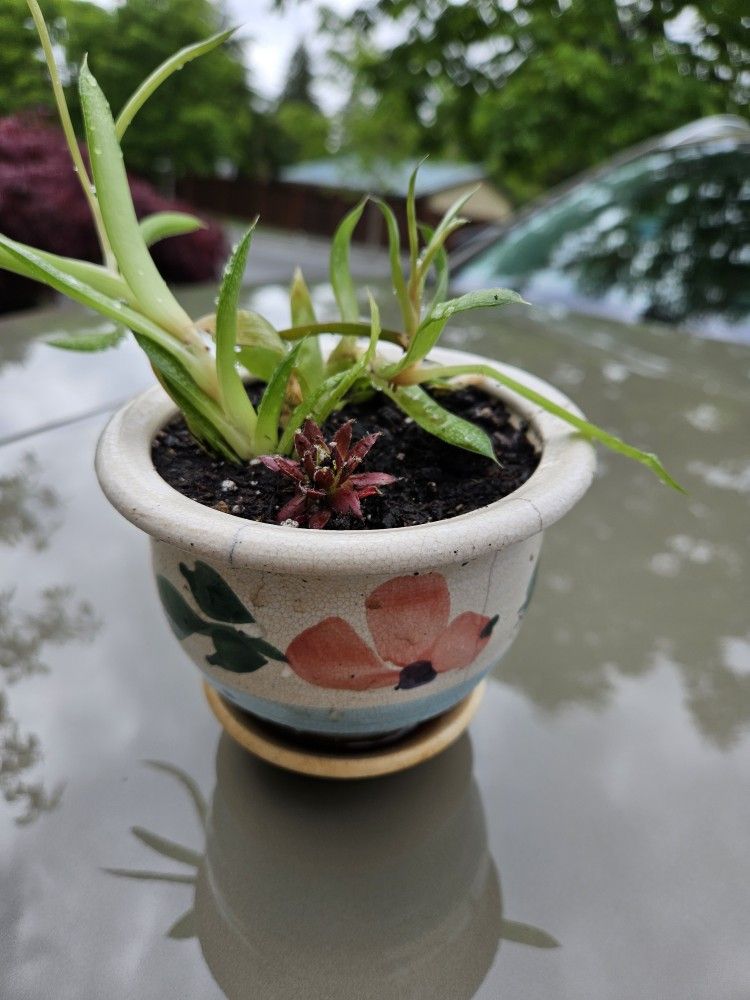 Garden Decoration Whis Plants Succulent In Cute Ceramic Pot