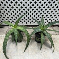 ALOE VERA PLANTS IN POT FOR SALE IN LARGO 