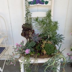 Chair Planter With Succulent Plants 