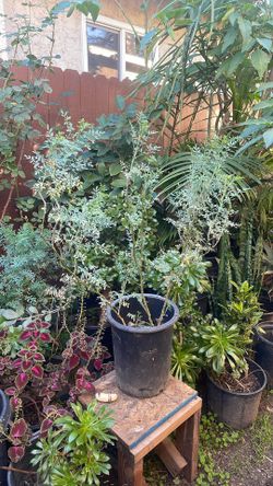 Planta De Ruda Orgánica en 5galones