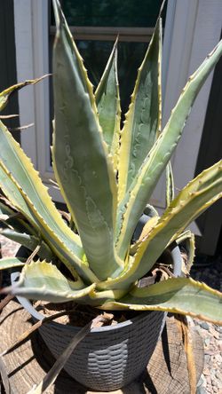 Agave for sale
