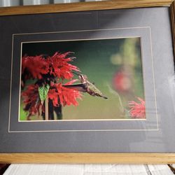 Framed photo of hummingbird