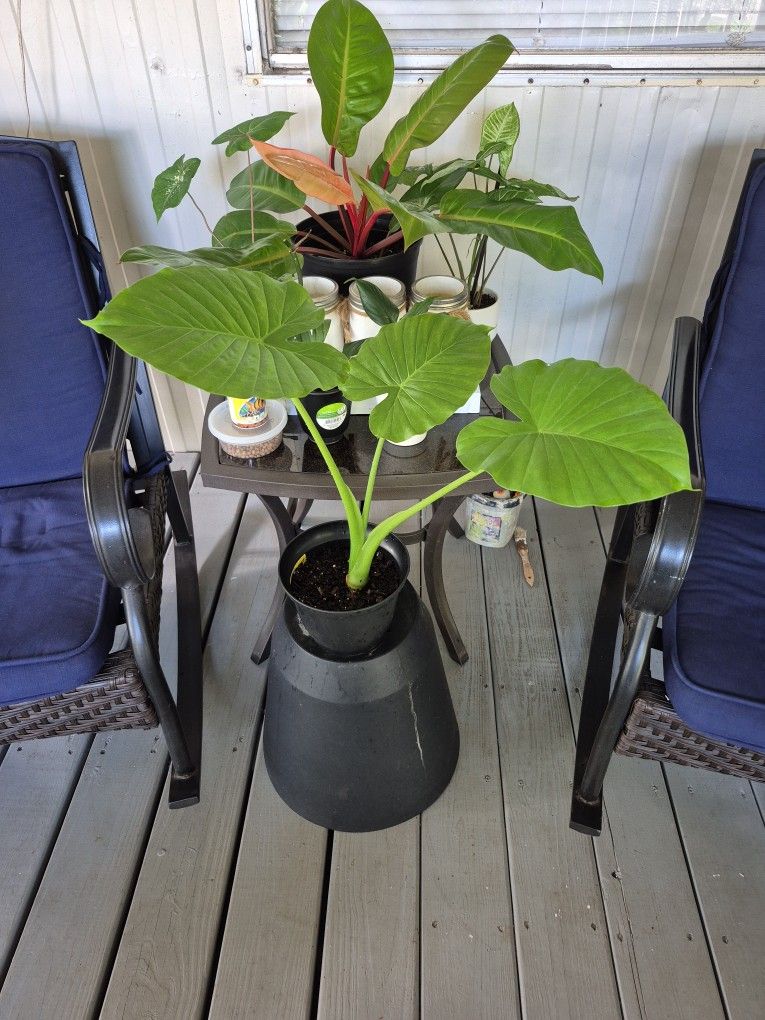 Alocasia Odora 21" Tall