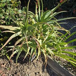 Aloe Plant
