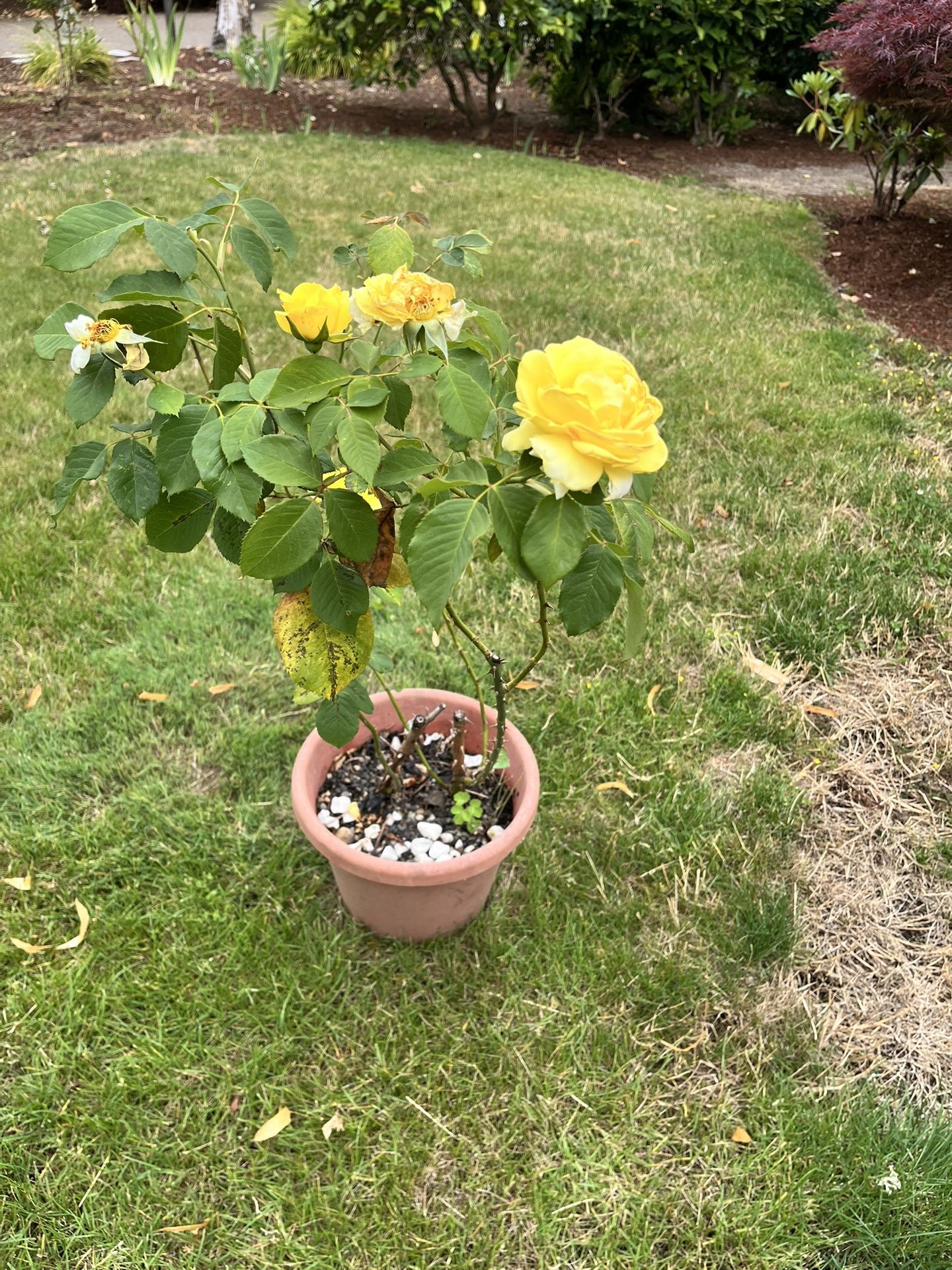 Yellow Rose
