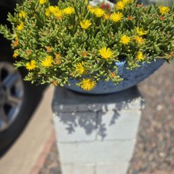Full Sun Malephora Crocea Succulent Plant $ 3 Each