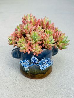 Succulents plants 🪴 （Echeveria Xuan Caixing）