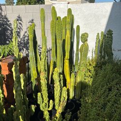Different Cactus And Agaves , Elephant Food plant 