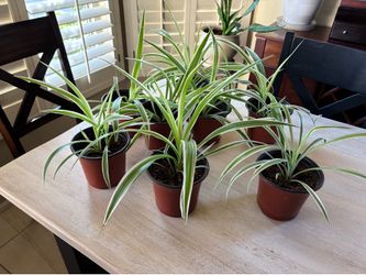 Spider plants, Pothos, and Snake Plants