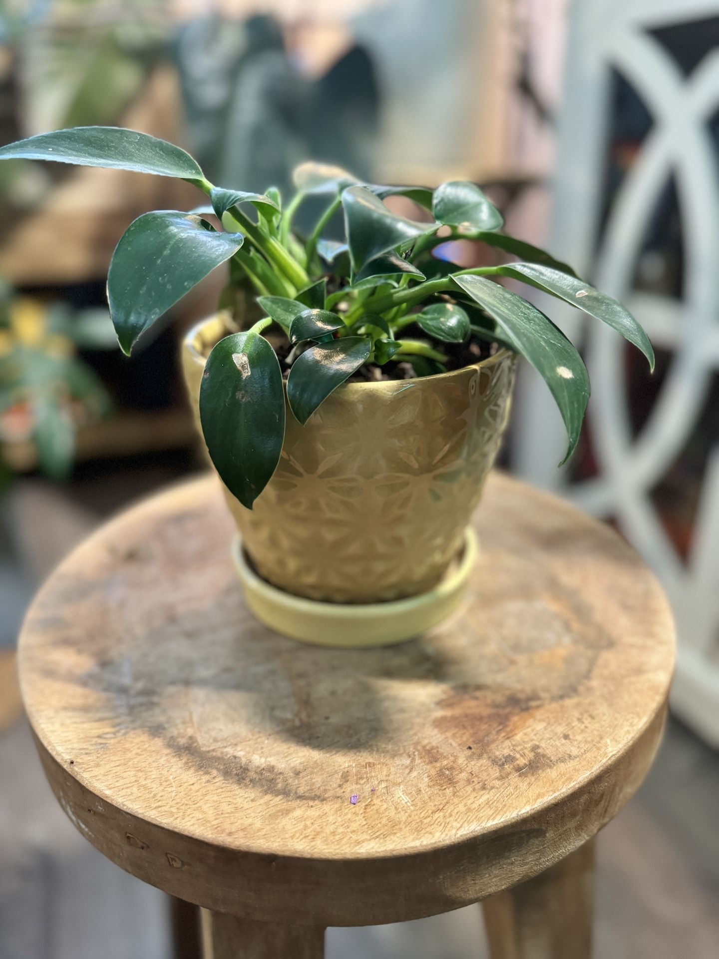 Philodendron Green Princess Indoor Plant Houseplant In Ceramic Pot