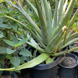 Aloe Vera Plant 