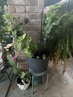 big hibiscus
