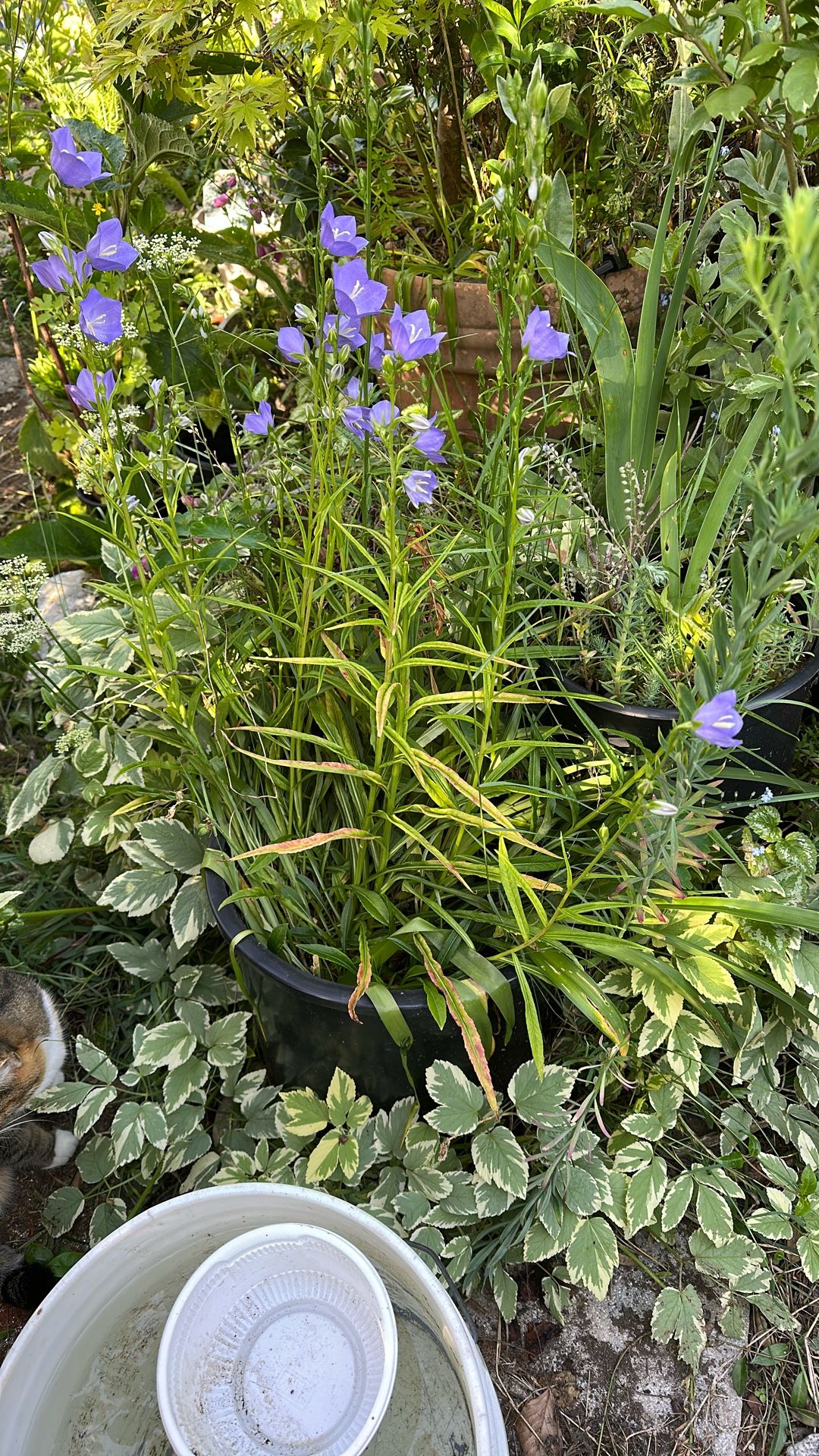 Bell flowers 
