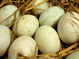 Farm fresh duck eggs