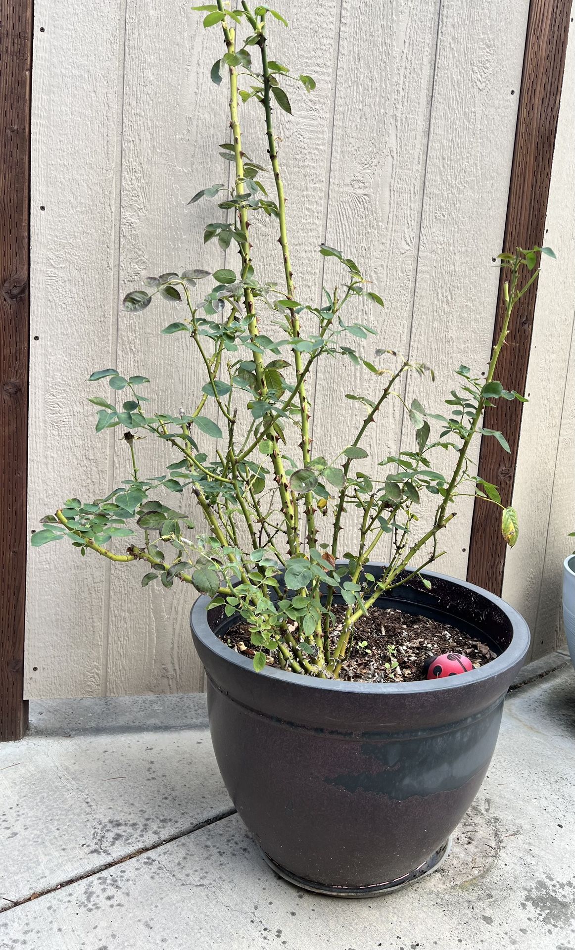 Pink/Red Rose Bush in Pot