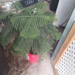 norfolk pine tree indoor plant 