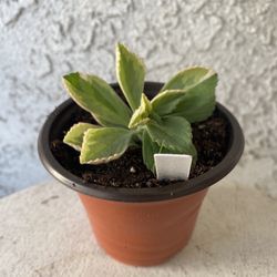 3 Inch Pot Succulent Plant- Plectranthus Neochilus Variegated - Mike's Fuzzy Wuzzy - Blue Lobster Flower - Rooted & Stablished - Drought Resistant - 