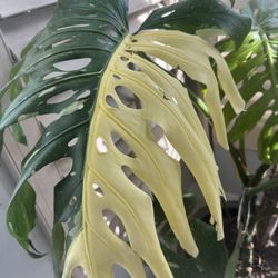 Huge Monstera Thai Constellation Plant